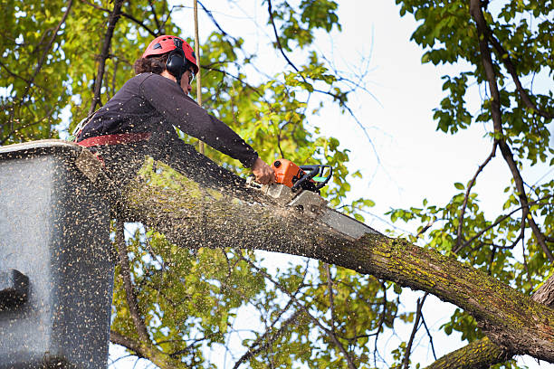 Best Tree Health Inspection  in Battle Ground, IN